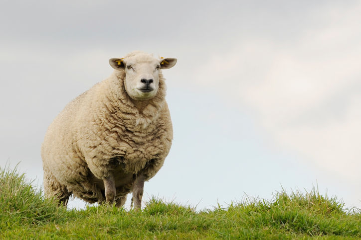 Sheep chaperone